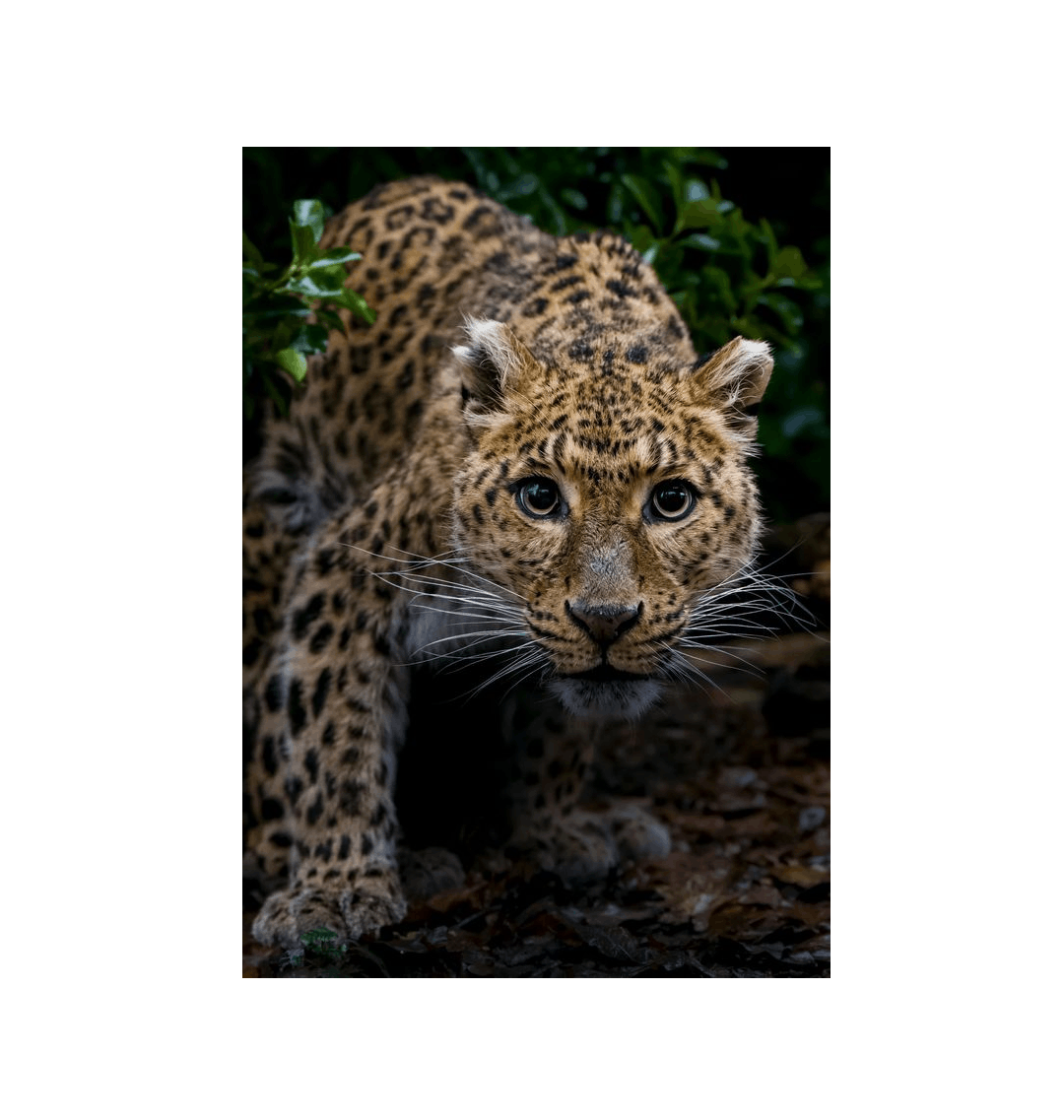 No Frame Canvas Print Front