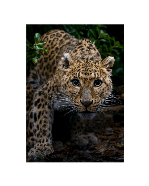 No Frame Canvas Print Front