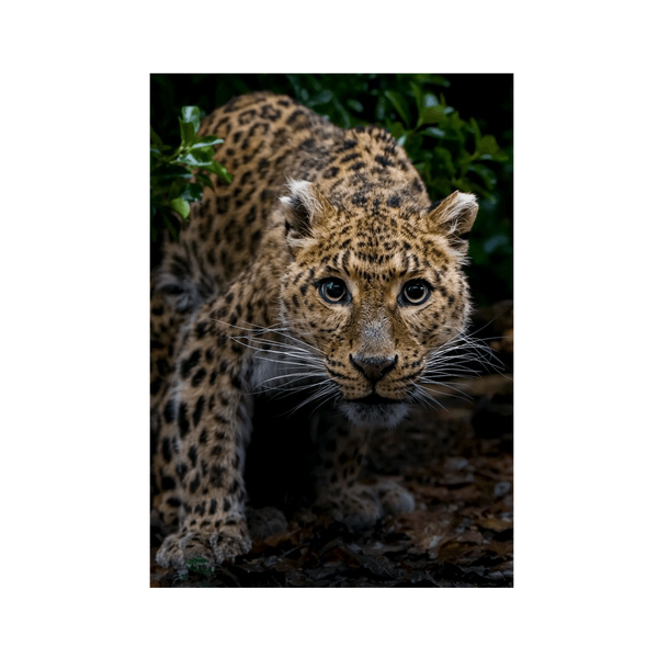 No Frame Canvas Print Front