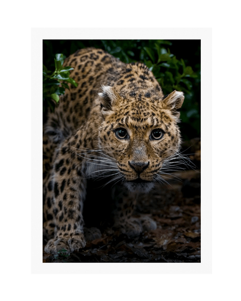 White Frame Framed art print Front