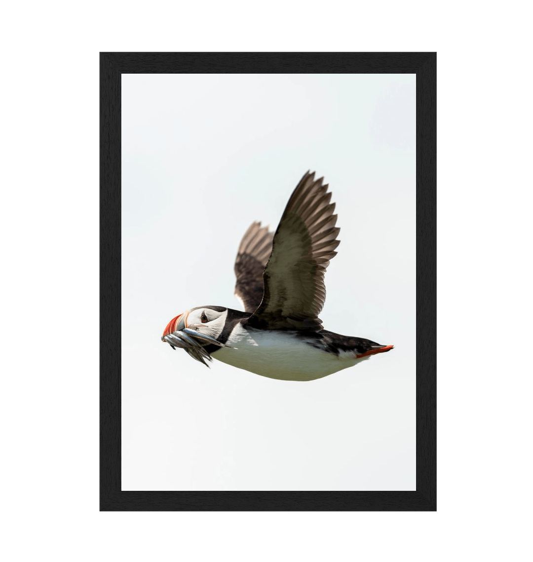 Black Frame Framed art print Front