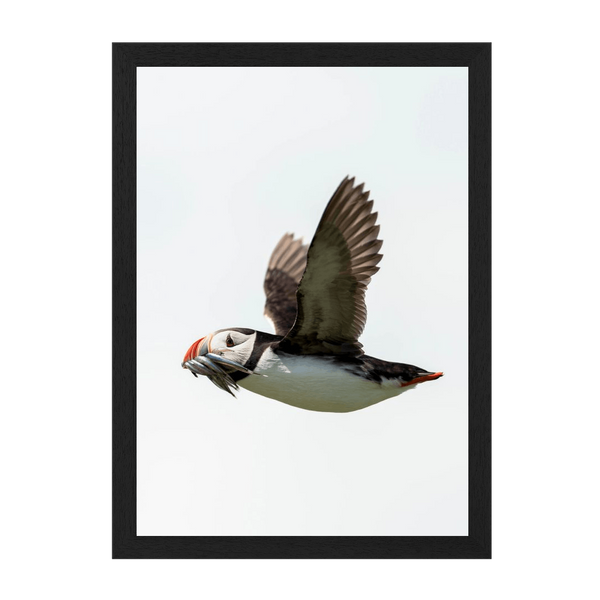 Black Frame Framed art print Front