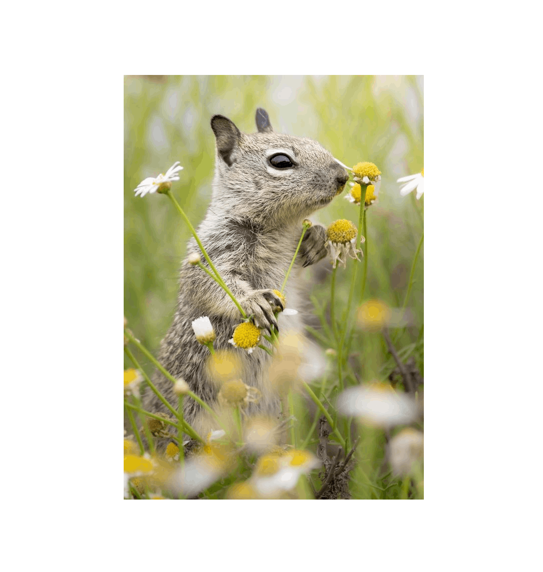 No Frame Framed art print Front