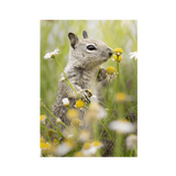 No Frame Framed art print Front