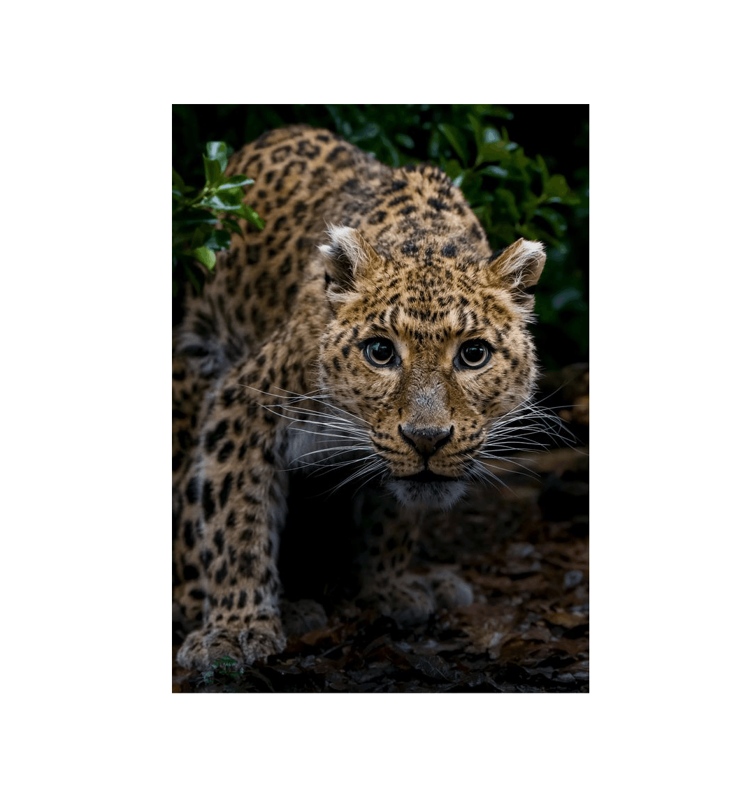 No Frame Framed art print Front