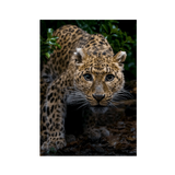 No Frame Framed art print Front