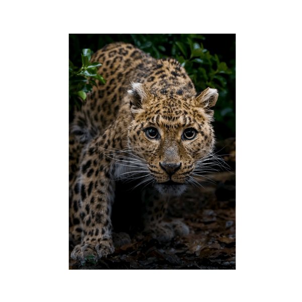 No Frame Framed art print Front