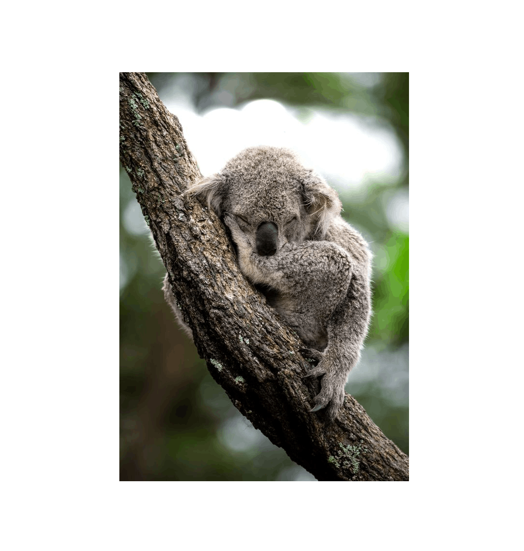 No Frame Canvas Print Front