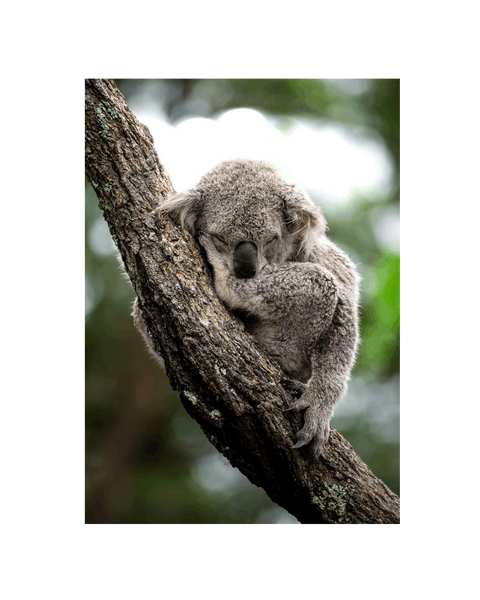 No Frame Canvas Print Front