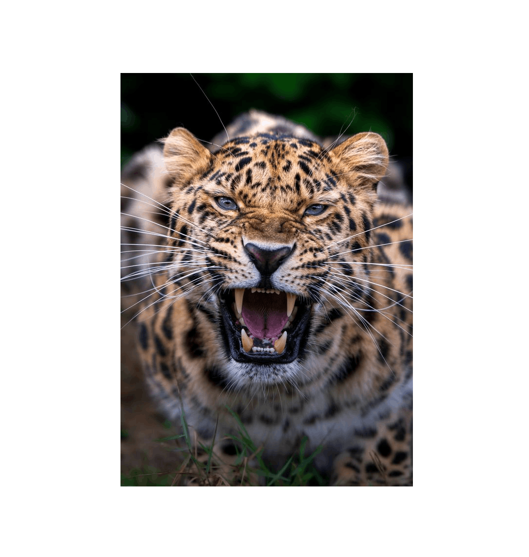 No Frame Canvas Print Front