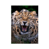 No Frame Canvas Print Front