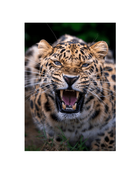 No Frame Canvas Print Front