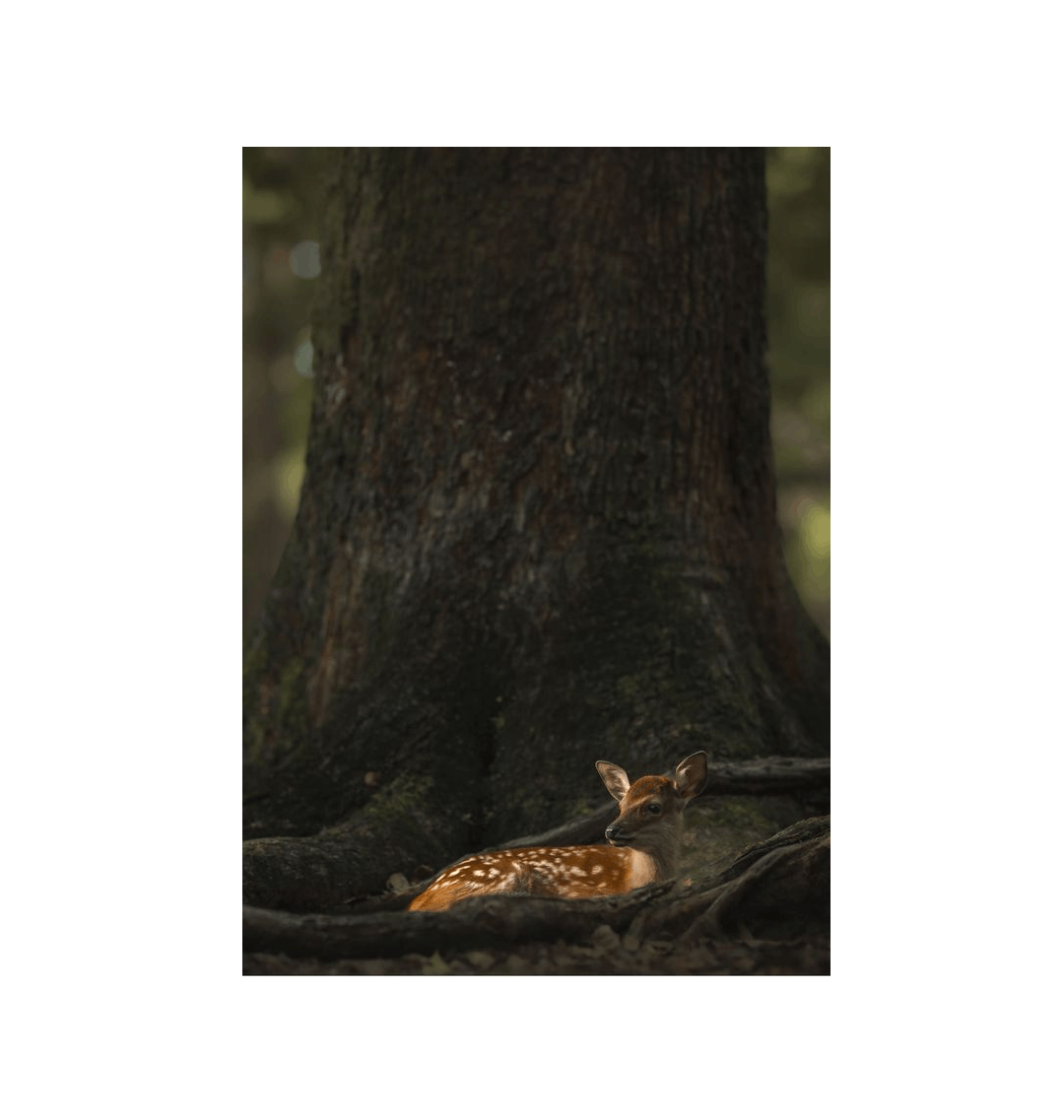 No Frame Canvas Print Front