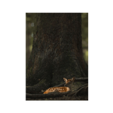 No Frame Canvas Print Front