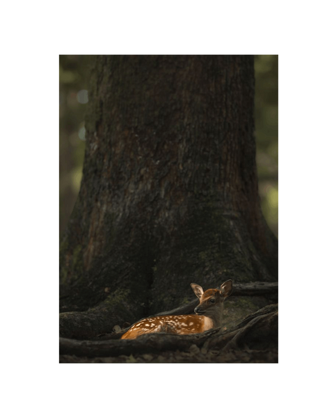 No Frame Canvas Print Front