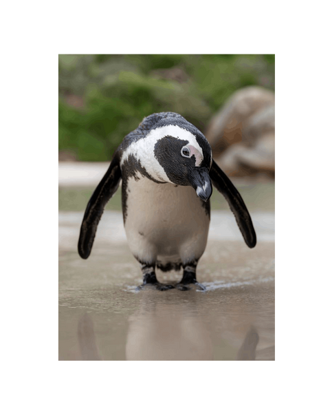 No Frame Canvas Print Front