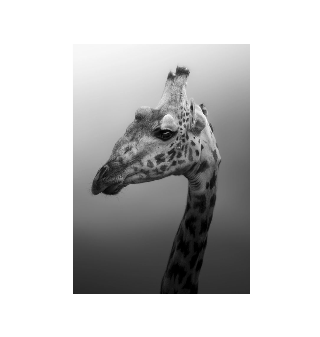 No Frame Canvas Print Front