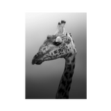 No Frame Canvas Print Front