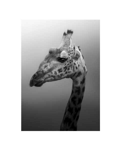 No Frame Canvas Print Front