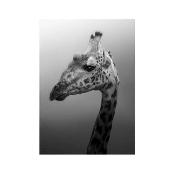 No Frame Canvas Print Front