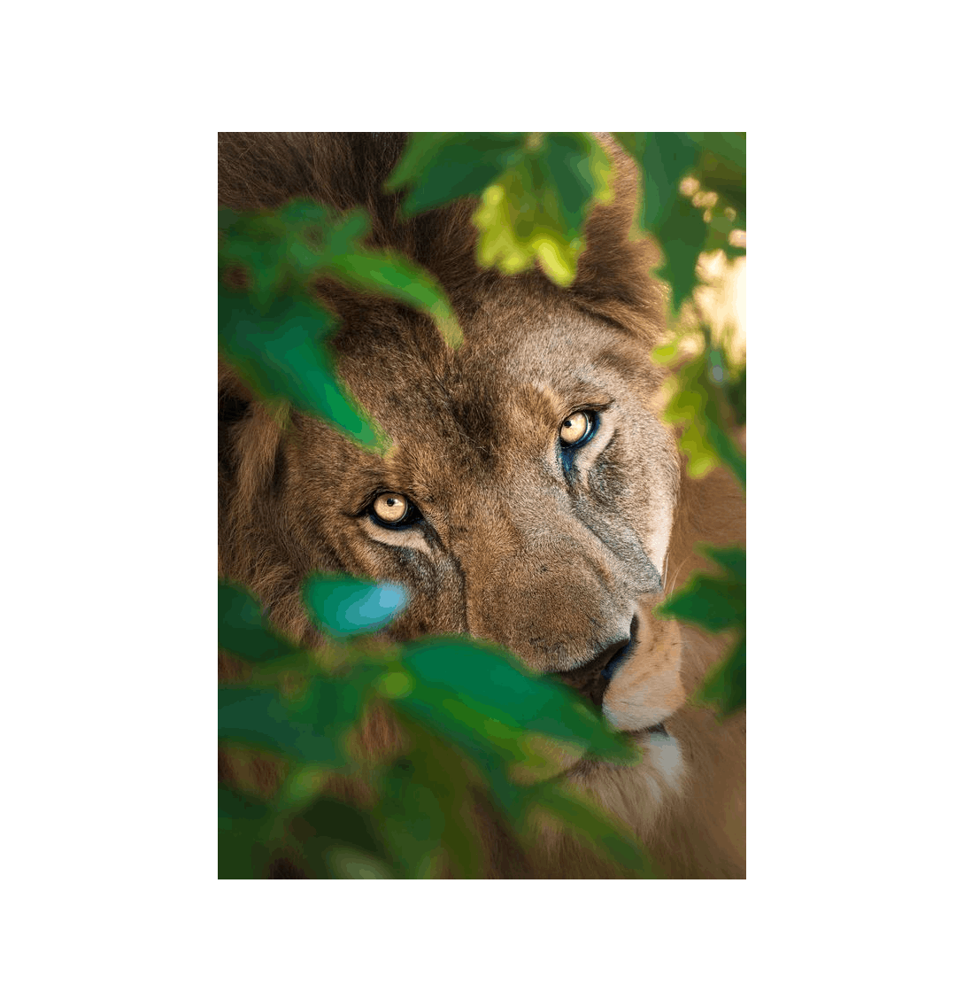 No Frame Canvas Print Front