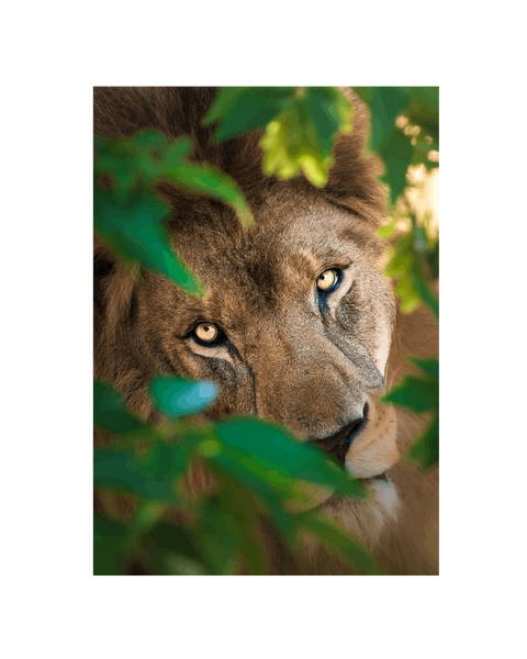 No Frame Canvas Print Front