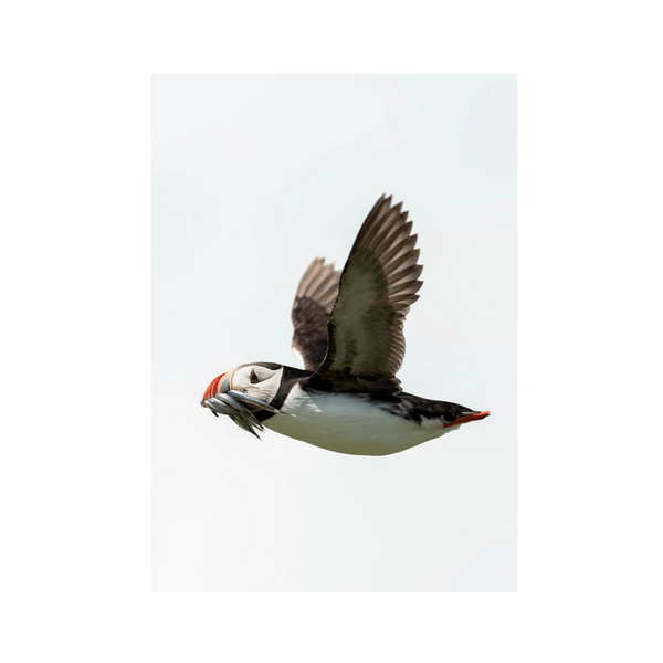 No Frame Framed art print Front