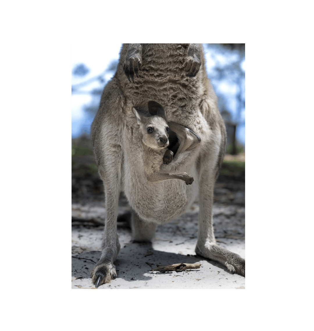 No Frame Framed art print Front