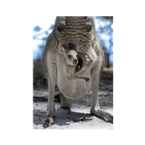 No Frame Framed art print Front