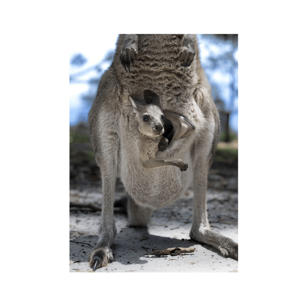 No Frame Framed art print Front