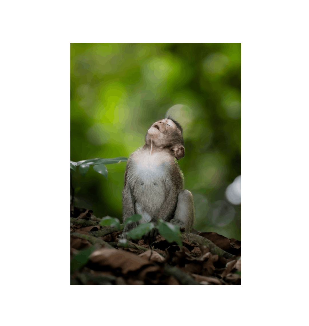 No Frame Canvas Print Front