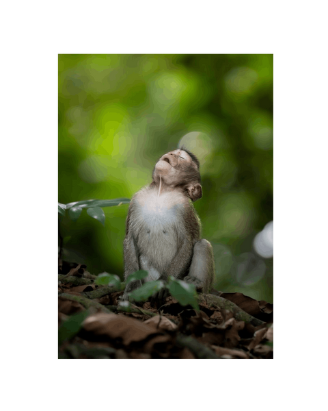 No Frame Canvas Print Front