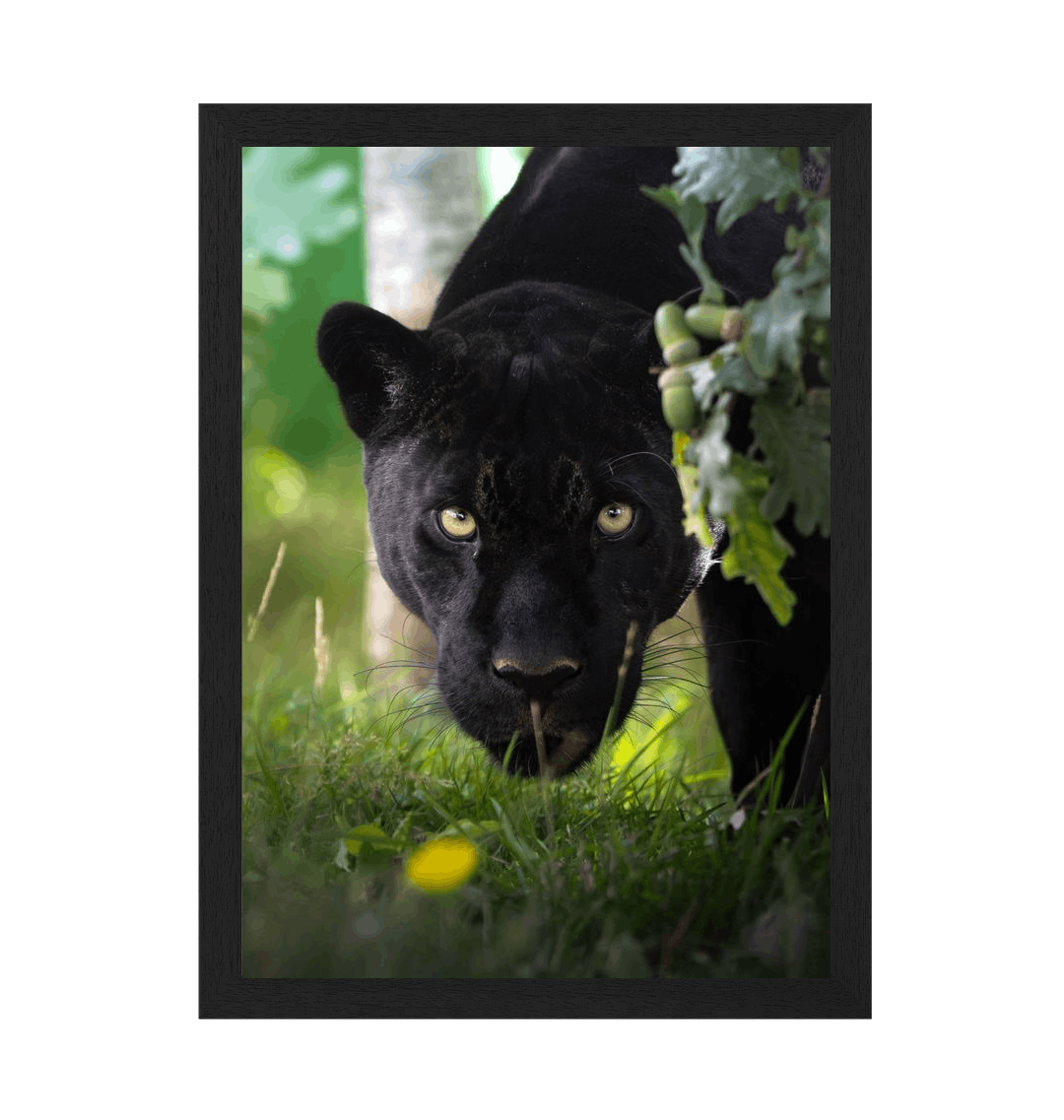 Black Frame Framed art print Front