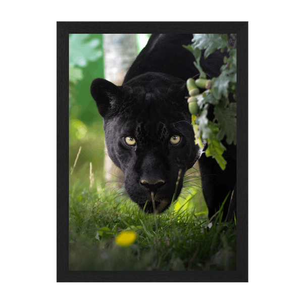 Black Frame Framed art print Front