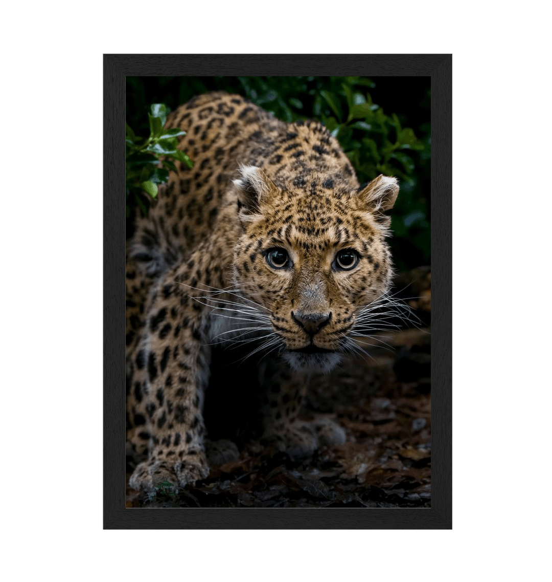 Black Frame Framed art print Front