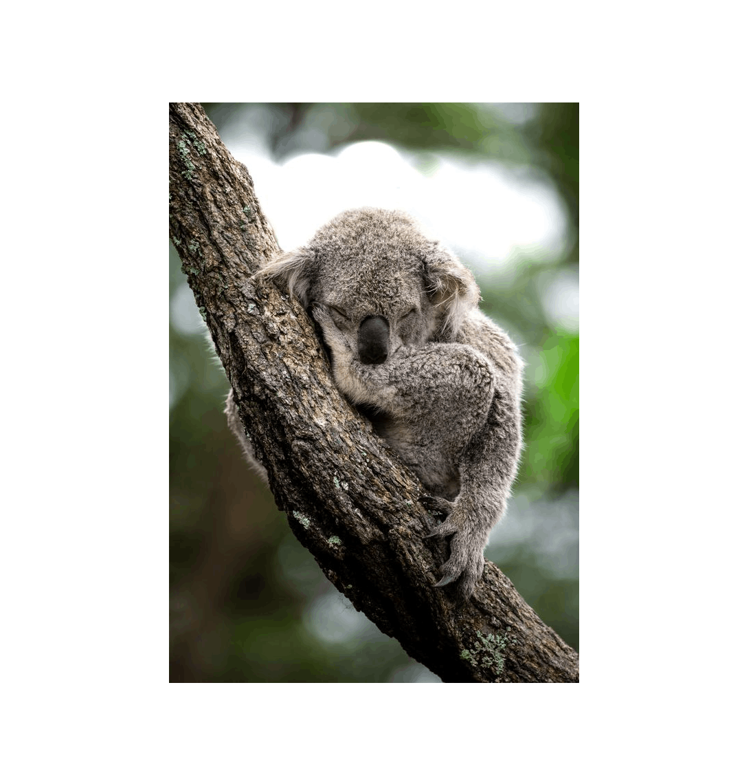 No Frame Framed art print Front