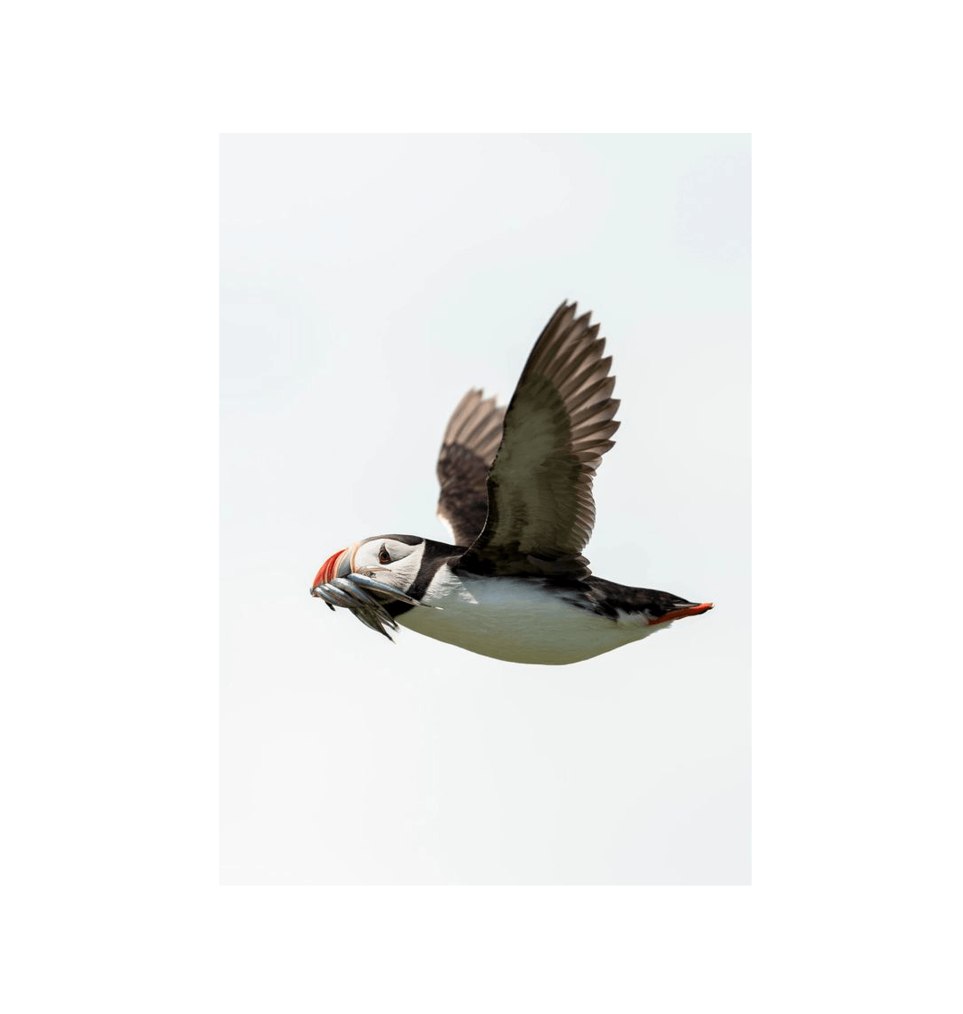 No Frame Canvas Print Front