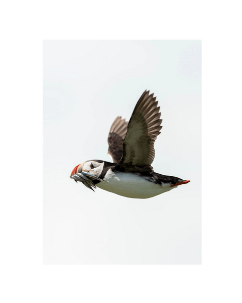 No Frame Canvas Print Front