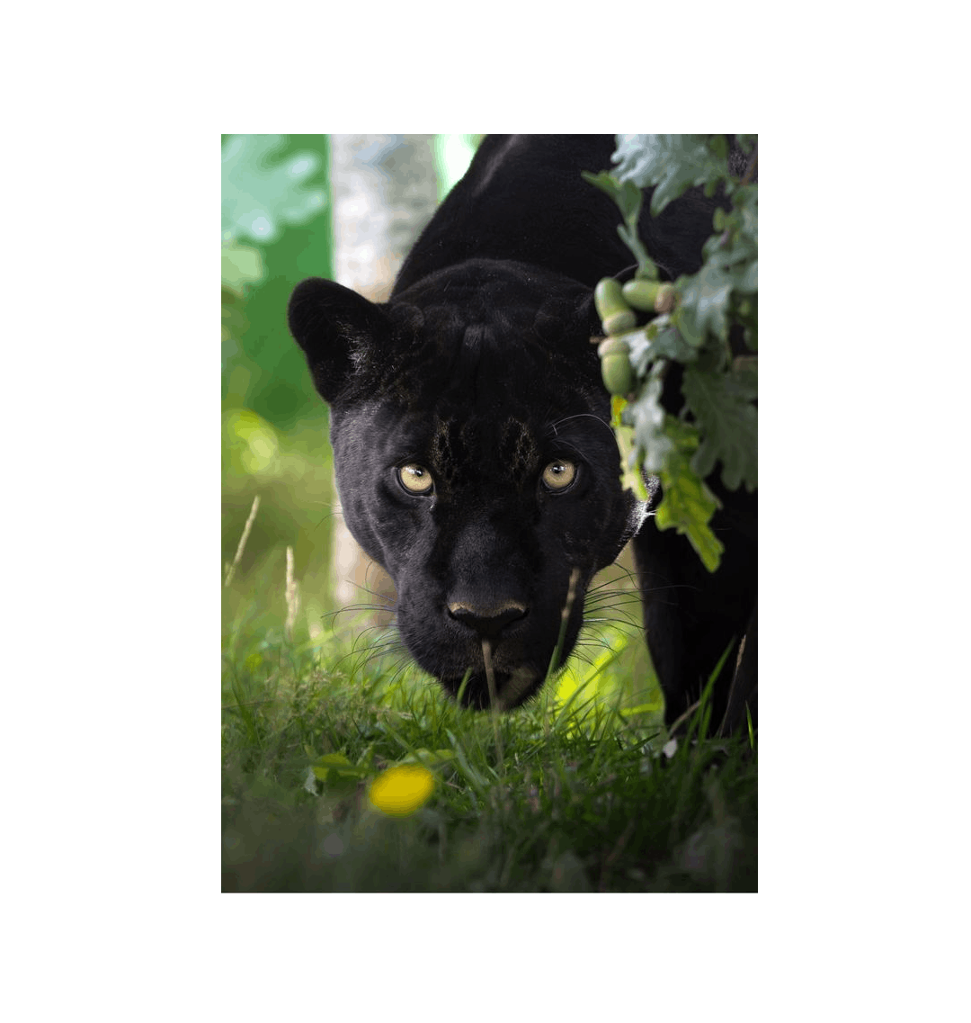 No Frame Canvas Print Front