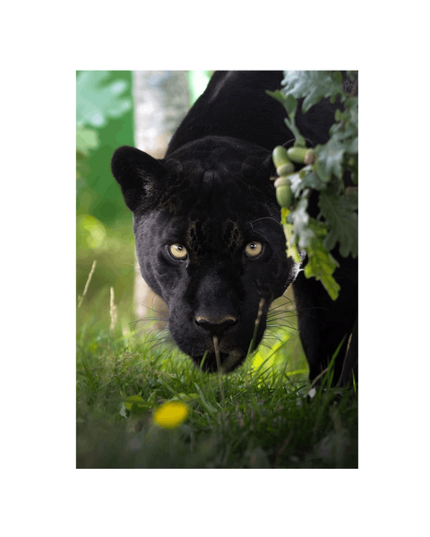 No Frame Canvas Print Front