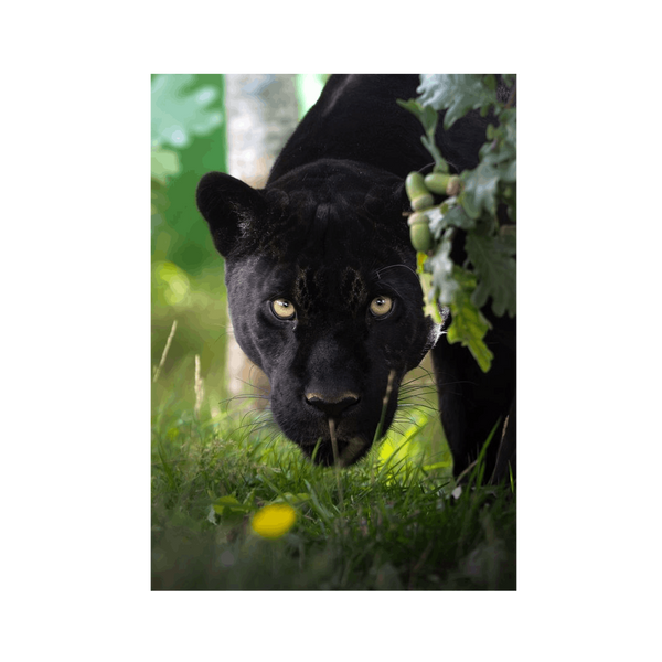 No Frame Canvas Print Front