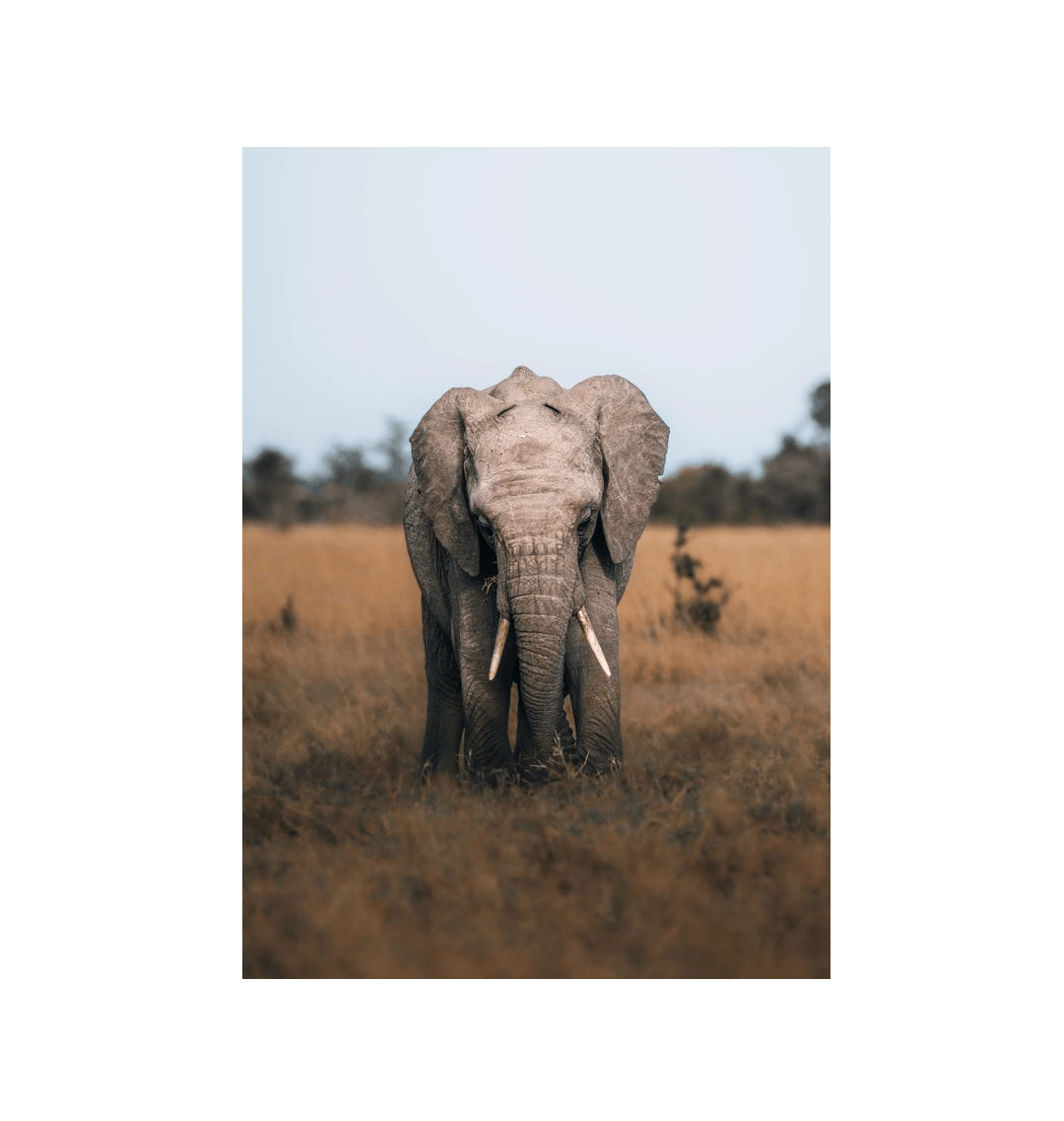 No Frame Canvas Print Front