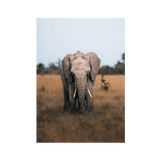 No Frame Canvas Print Front