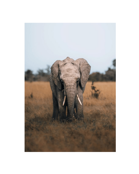 No Frame Canvas Print Front