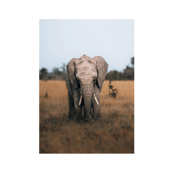 No Frame Canvas Print Front