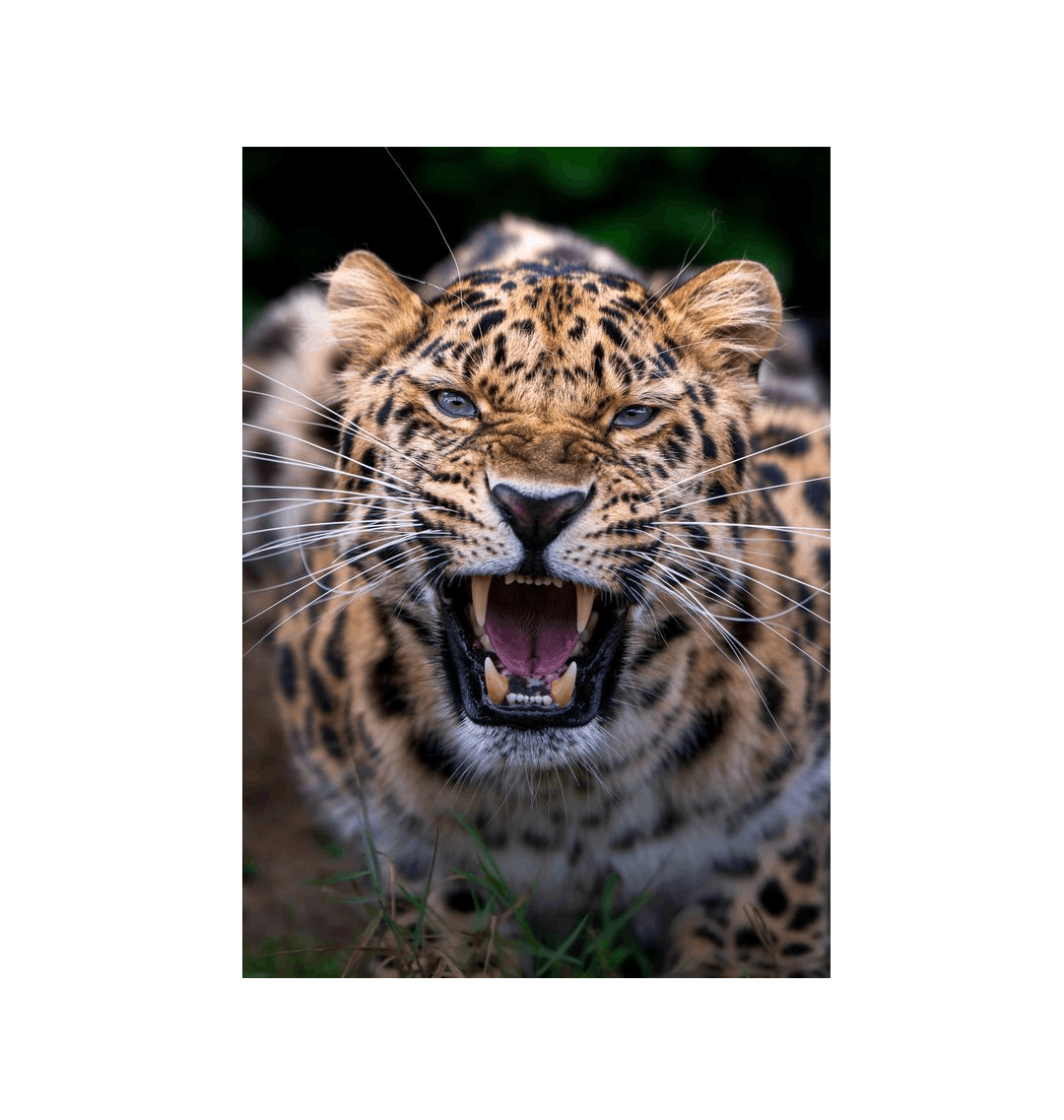 No Frame Framed art print Front