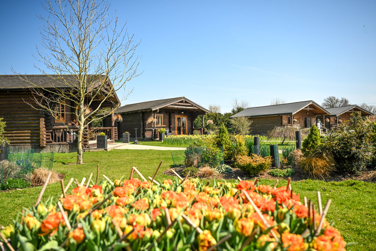 Lions at The Big Cat Sanctuary