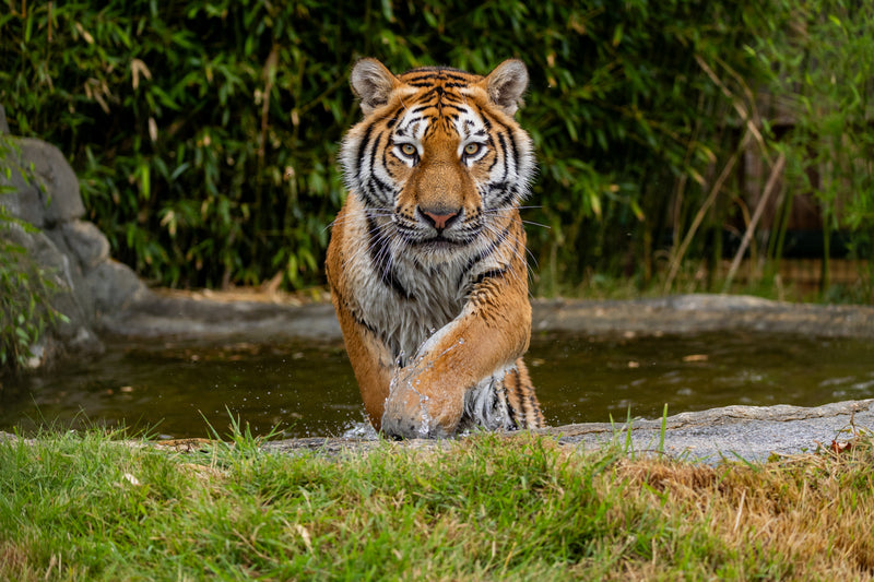 Cam Whitnall — Lion Heart gallery image