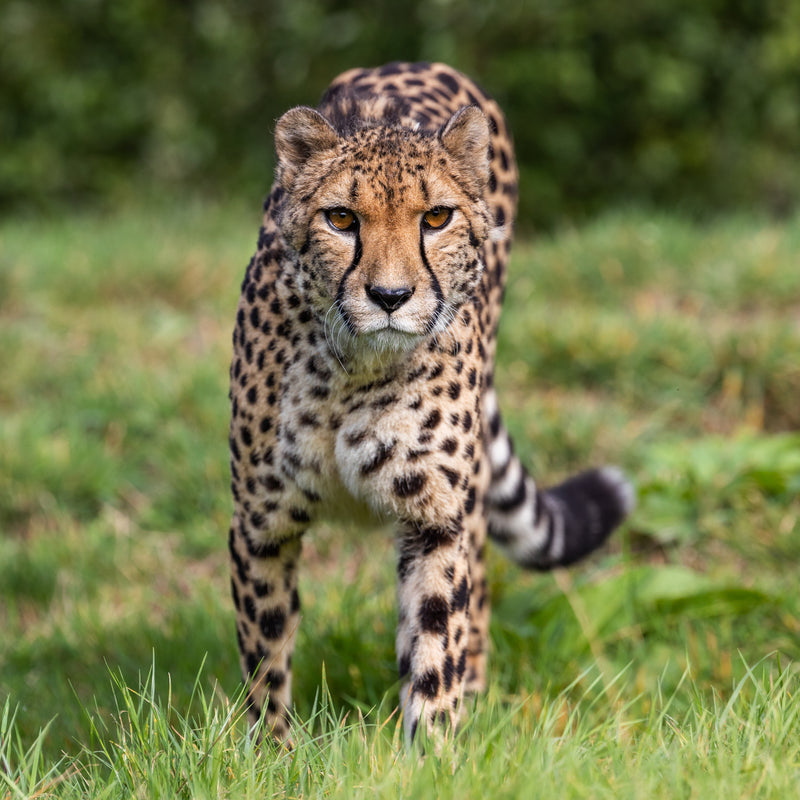 Cam Whitnall — Lion Heart gallery image