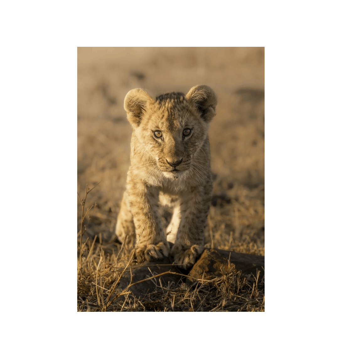 No Frame Canvas Print Front